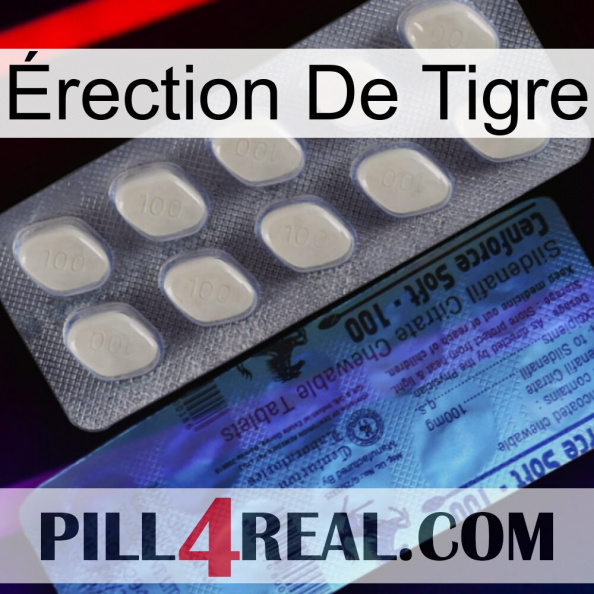 Érection De Tigre 34